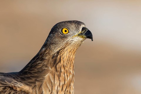 European Honey Buzzard (Pernis apivorus), Eilat, Israel