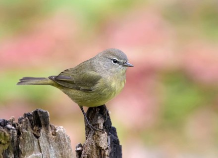 Orange-crowned Warbler, Oreothlypis celata, perched on a log in the Autumn in Saskatoon,