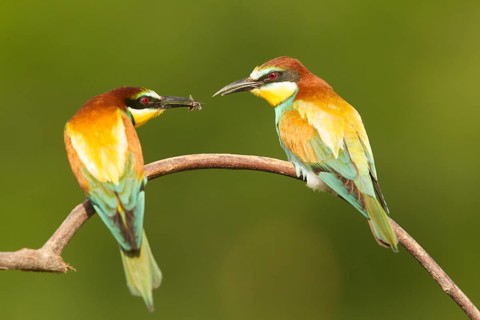 European Bee-eater (Merops apiaster) pair displaying, perched on a branch, Serbia