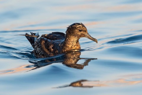 Sooty Shearwater (Ardenna grisea), Eilat, Israel