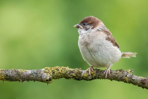 Eurasian Tree Sparrow (Passer montanus) juvenile perched on a branch, Lower Saxony, Germany