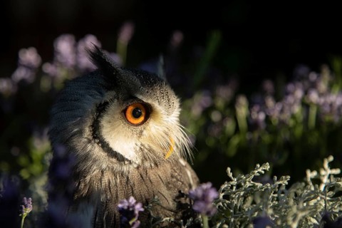Southern White-faced Owl (Ptilopsis granti) captive, among flowers, Germany