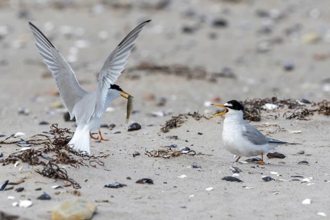 Little Tern (Sternula albifrons) pair displaying, Schleswig-Holstein, Germany