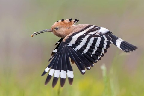 Eurasian Hoopoe (Upupa epops) flying with food in beak, Subotica, Serbia