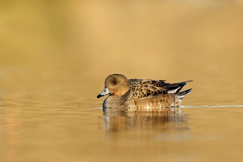 Eurasian Wigeon female swimming in golden hour from low point of view in the Reeuwijkse plassen