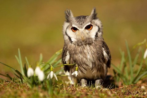 Southern White-faced Owl (Ptilopsis granti) captive, Germany