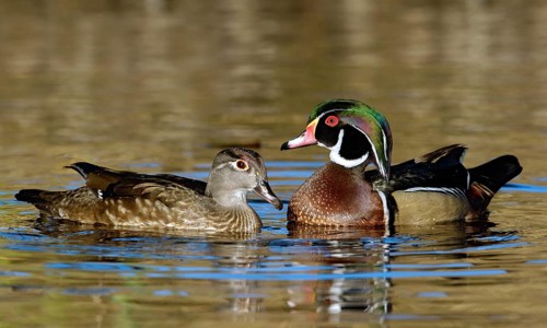 Wood Duck (Aix sponsa) male, California, USA