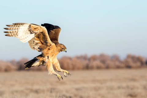 Bonelli's Eagle (Aquila fasciata) juvenile flying, Castile-La Mancha, Spain