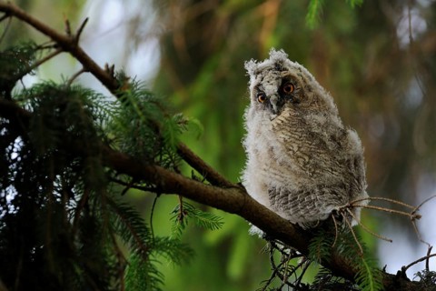 Long-eared Owl (Asio otus) juvenile perched on a branch, North Rhine-Westphalia, Germany