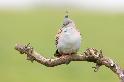 Crested Pigeon (Ocyphaps lophotes) perched on a branch, Victoria, Australia