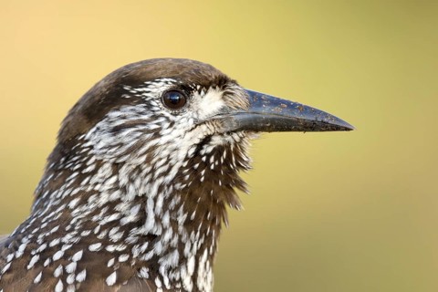 Very tame Spotted Nutcracker wintering in an urban area in Wageningen in the Netherlands