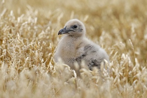 Young hidden brown skua, Catharacta antarctica, water bird sitting in the autumn grass, Norway.