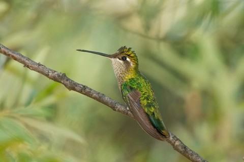 Rivoli's Hummingbird Eugenes fulgens Chiricahua Mountains, Cochise County, Arizona, United States