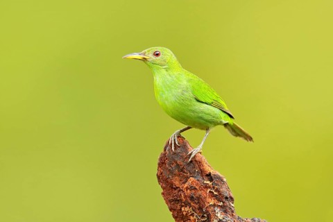Female of Green Honeycreeper, Chlorophanes spiza, exotic tropic malachite green and blue bird form