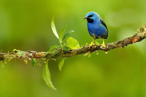Shining Honeycreeper, Cyanerpes lucidus, exotic tropic blue tanager with yellow leg, Costa Rica.