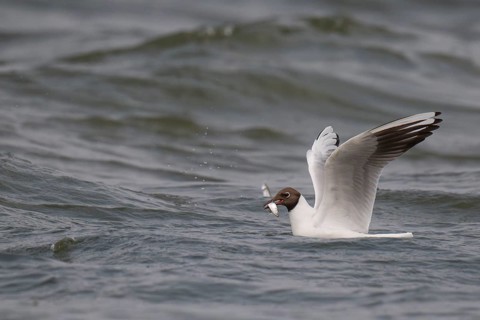 Black-headed gull (Chroicocephalus ridibundus) in summer plumage, with a small fish in its beak,