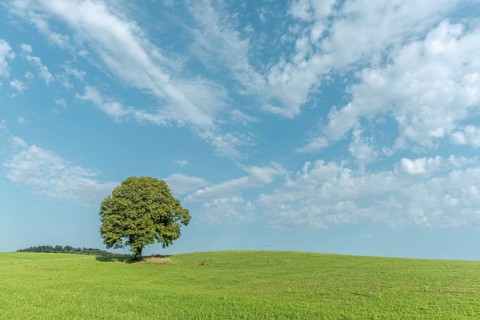 A majestic green tree dominates a grassy hill and basks in the sun. Its lush foliage contrasts