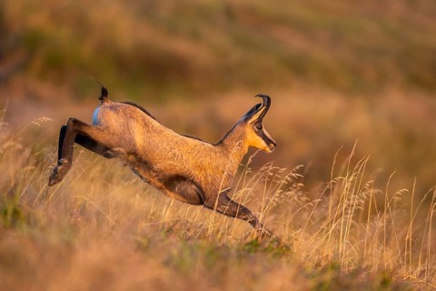 Chamois (Rupicapra rupicapra) on a meadow in the Vosges Mountains, wildlife, France