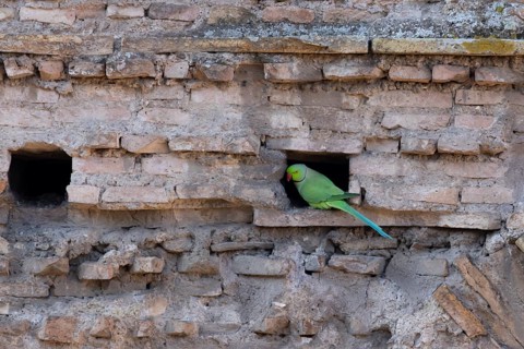 Ring-necked parakeet (Psittacula krameri) adult bird looking out of a hole in an ancient wall in