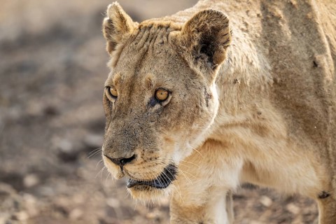 Lioness on the prowl, Kruger National Park, South Africa