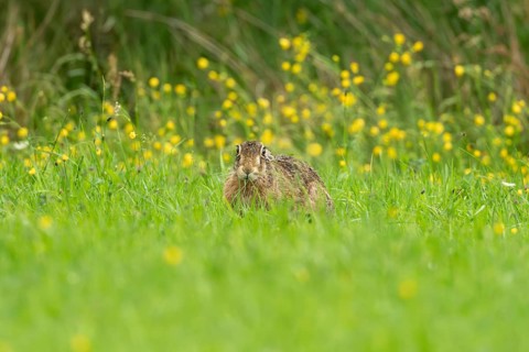 European hare (Lepus europaeus), Vulkaneifel, Rhineland-Palatinate, Germany