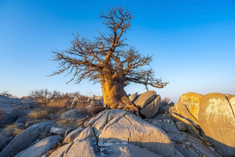 African baobab or baobab tree (Adansonia digitata), tree between round rocks in the evening light,