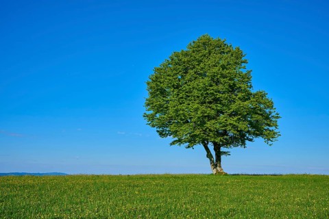 A large green copper beech on a green meadow, spring, Schauinsland, Freiburg im Breisgau, Black