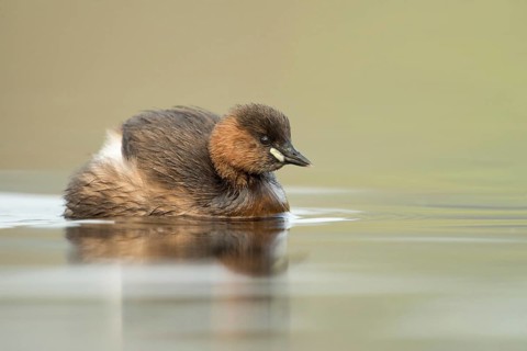 Fluffed up... Little grebe (Tachybaptus ruficollis), small, often hidden native water bird,
