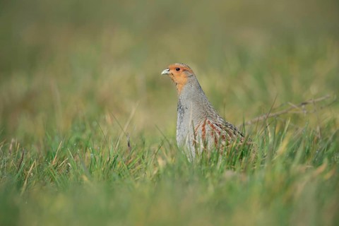 Vigilant... Grey partridge (Perdix perdix), partridge during the mating season, stretching high