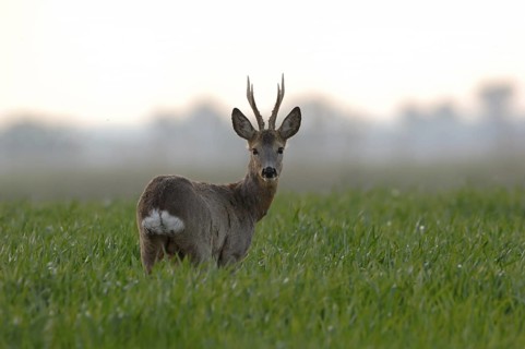 Roe deer (Capreolus capreolus), capital roebuck with beautiful antlers, antlers, long, high
