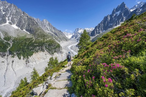 Picturesque mountain landscape with blooming alpine roses, imposing mountain peaks and glaciers,