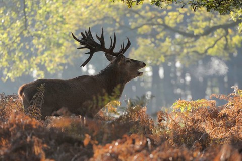 In the middle of the forest... Red deer (Cervus elaphus), roaring stag in the rut in the deciduous