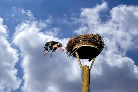 White stork (Ciconia ciconia) leaves its nest, Wolkenhimmelimmel, Kuhlrade, Mecklenburg-Vorpommern,