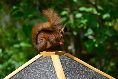 Eurasian red squirrel (Sciurus vulgaris), sitting on bird house, eating, Stuttgart,