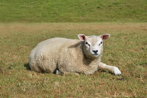 Texel sheep, a Dutch breed of domestic sheep originally from the island of Texel, lying on meadow