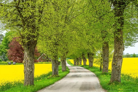 Small country road with avenue through fields of rapeseed in Högesta, Ystd municipality, Skåne