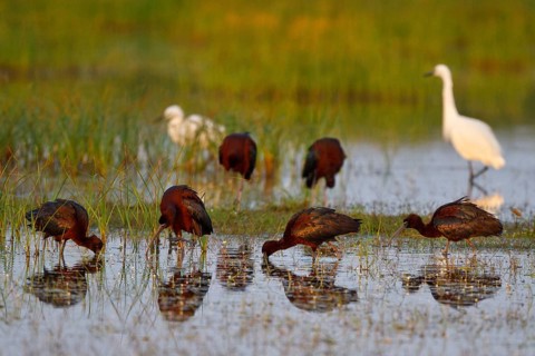Glossy Ibis (Plegadis falcinellus) foraging, Greece