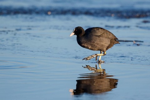 Eurasian Coot (Fulica atra) foraging, Netherlands