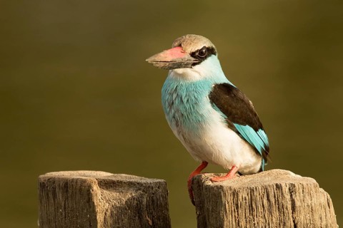 Blue-breasted Kingfisher (Halcyon malimbica), Gambia