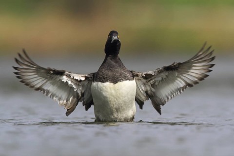 Tufted Duck (Aythya fuligula) male, North Rhine-Westphalia, Germany