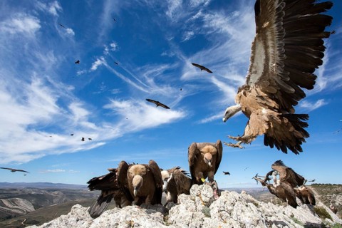 Griffon Vulture (Gyps fulvus) perched on a rock, Aragon, Spain