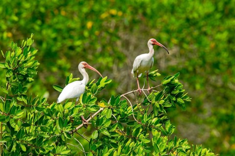 White Ibis Eudocimus albus San Blas, Nayarit, Mexico 7 June Adults Threskiornithidae