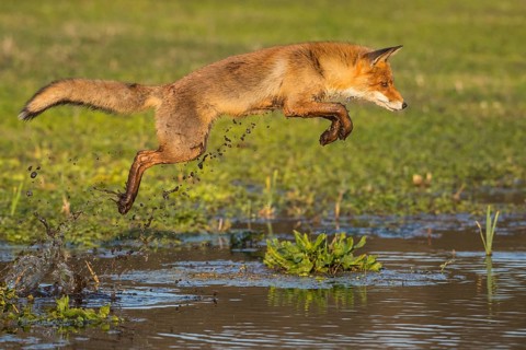 Red Fox (Vulpes vulpes) jumping and hunting in pond, Netherlands