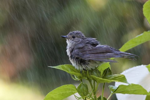 Spotted Flycatcher (Muscicapa striata) in rain, Hungary