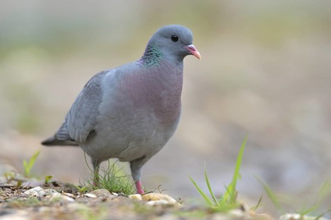 Stock Dove (Columba oenas), Netherlands