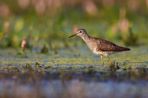 Wood Sandpiper (Tringa glareola) foraging, Poland