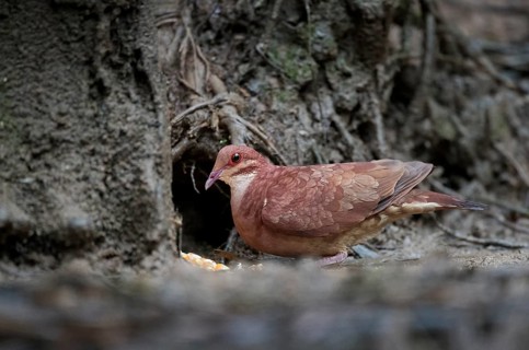 Ruddy Quail-Dove (Geotrygon montana), Atlantic rainforest, Brazil