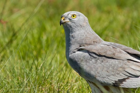 Montagu´s Harrier (Circus pygargus), adult male portrait on grassland, Galicia, Spain