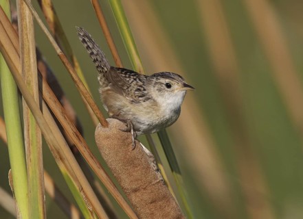 Sedge Wren (Cistothorus platensis), Ohio, USA