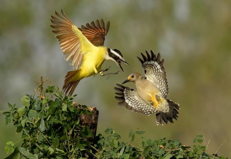 Great Kiskadee (Pitangus sulphuratus) & female Golden-fronted Woodpecker (Melanerpes aurifrons)